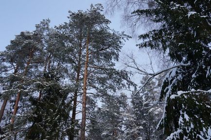 Parcul Național Belovezhskaya Pushcha prețurile, fotografiile și o mulțime de informații utile