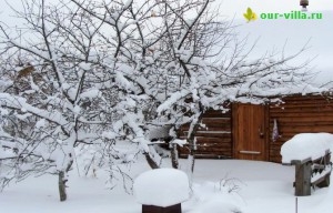 Натуральний утеплювач для рослин - це сніг