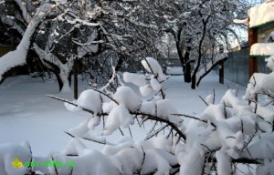 Izolație naturală pentru plante - este zăpadă