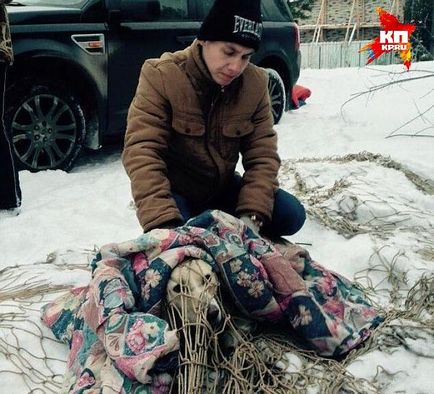 În Ural, un câine vagabond, prins într-o capcană, a reușit să meargă din nou și a găsit o familie
