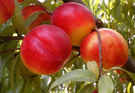 Нектарини - користь і шкода лисих персиків, як вибирати