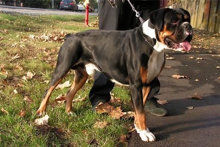 Boxer german - rasa de catelusi, caracter, descriere