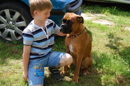 Boxer - kölyök kutya fajtája, jellege, leírása