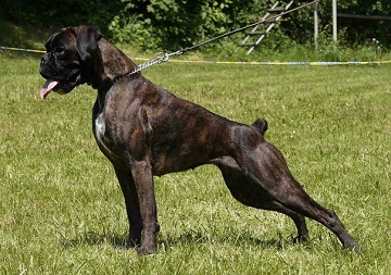 Німецький боксер - порода собак цуценята, характер, опис