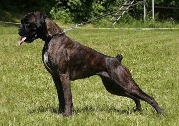 Boxer german - rasa de catelusi, caracter, descriere