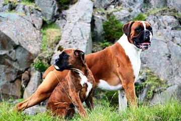 Німецький боксер - порода собак цуценята, характер, опис