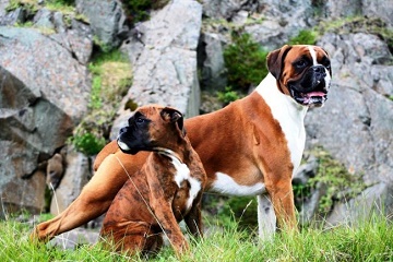 Boxer german - rasa de catelusi, caracter, descriere