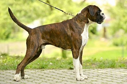 Boxer german - rasa de catelusi, caracter, descriere