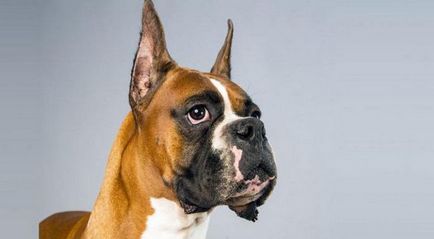 German Bulldog Originea rasei și caracteristicile caracterului