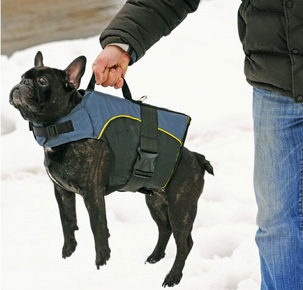 Нейлонова утеплена шлейки для собаки інваліда, fordogtrainers