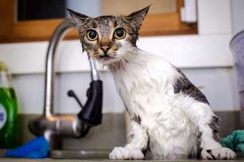 Este necesar și posibilă spălarea pisicilor la domiciliu, alăptare, după naștere și în alte situații