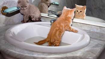 Чи потрібно і чи можна мити кішок в домашніх умовах, які годують, після пологів і в інших ситуаціях