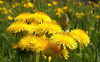 Gyermekláncfű rák (pitypang) Dandelion a rák ellen
