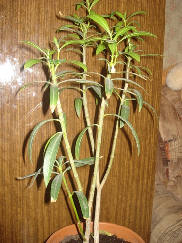 Oleander - boli, cauzele apariției lor, tratament, fotografie