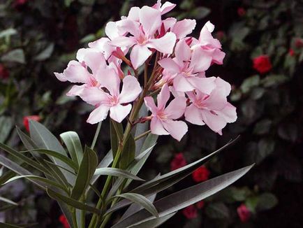 Oleander - boli, cauzele apariției lor, tratament, fotografie