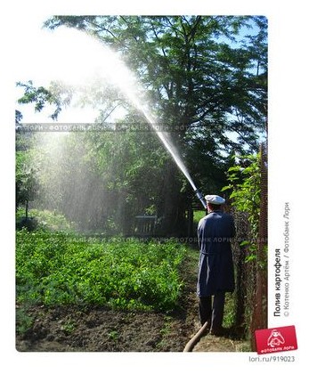 burgonya öntözés - agrodelo (agrodelo) burgonya öntözés - agrodelo