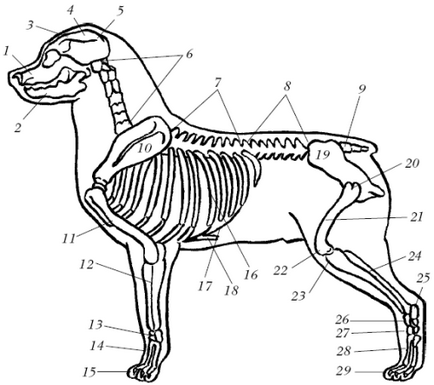 Scheletul axial - carte de referință veterinară pentru proprietarii câinilor