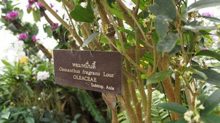 Osmanthus - miros delicios, cabana de tanin