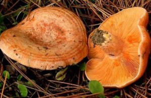 Jellemzők gyűjtő gombák (gombák) Jellemzők gomba gyűjtése