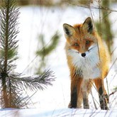 Полювання на лисицю як зробити постріл вдалим