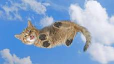 Падіння кішок з висоти