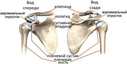 Törés humerus, immobilizáció, egy eltolt művelet lemez rehabilitáció