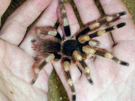 Carrying, theraphosids (tarantule) ale lumii