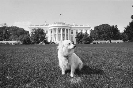 Primii câini din Statele Unite sunt animale de companie ale președinților americani de la perdea la obama, la naiba.