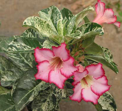 Tarka (tarka) Adenium - Adenium haza vetőmag növény