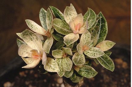 Tarka (tarka) Adenium - Adenium haza vetőmag növény