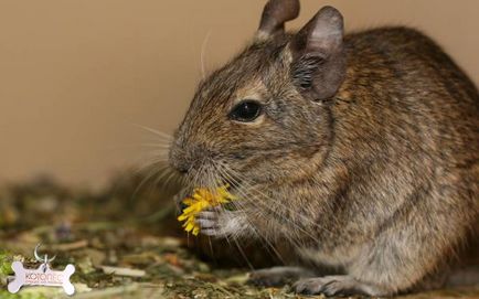 Alimentele degu care mănâncă un rozător chilian