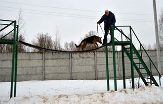 Kennel Tver, belle de roveal (kutya) Kennel Tver, belle de roveal