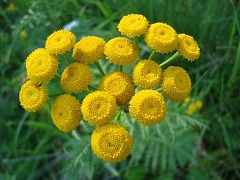 Tansy - proprietăți, aplicare, contraindicații