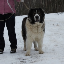 Kennel Tver gyöngy, a fő