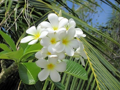 Plumeria (frangipani) az otthoni