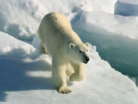 De ce urșii polari nu locuiesc în Antarctica și pinguinii din Arctica