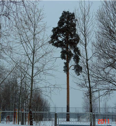 Чому дерева старше 150-200 років зустрічаються тільки під - культурним - шаром