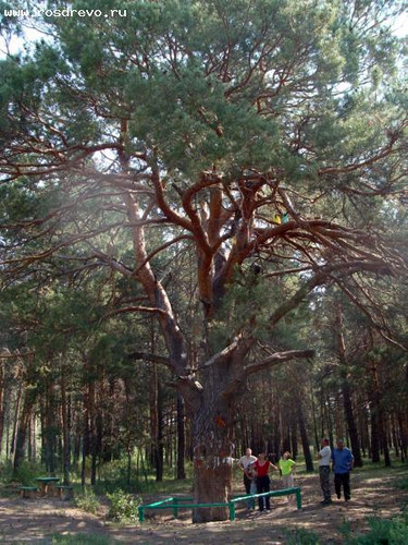Чому дерева старше 150-200 років зустрічаються тільки під - культурним - шаром