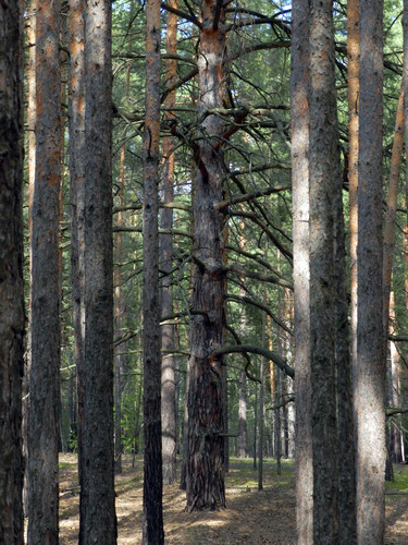 Чому дерева старше 150-200 років зустрічаються тільки під - культурним - шаром