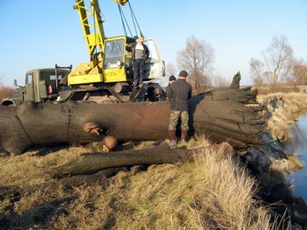 Чому дерева старше 150-200 років зустрічаються тільки під - культурним - шаром