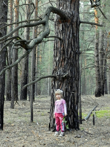 Чому дерева старше 150-200 років зустрічаються тільки під - культурним - шаром