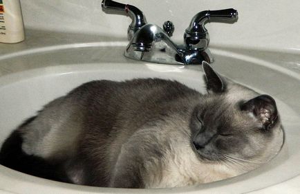 De ce o pisica ii place sa doarma in baie, pisica si pisica