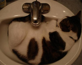 Чому кіт любить спати у ванній, кіт і кішка
