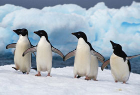 De ce pinguinii nu locuiesc în Arctica și urșii polari din Antarctica