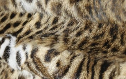 De ce sunt blănuri populare de blană pentru femei de la o pisică de trestie de zahăr