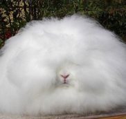 Чому у зайця, кролика довгі вуха