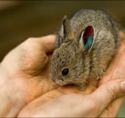 Чому у зайця, кролика довгі вуха