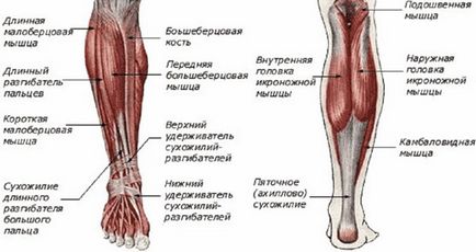 Защо се чувстваш болката в мускулите под коляното, вероятно причини