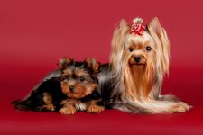 De ce mirosul York de câine de ce Yorkshire Terrier miroase câine