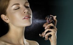 De ce mirosul York de câine de ce Yorkshire Terrier miroase câine
